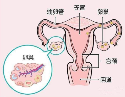 卵巢功能检查