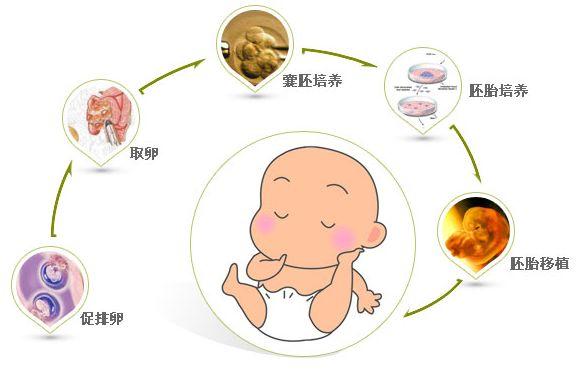 试管婴儿胚胎移植前为何要憋尿？
