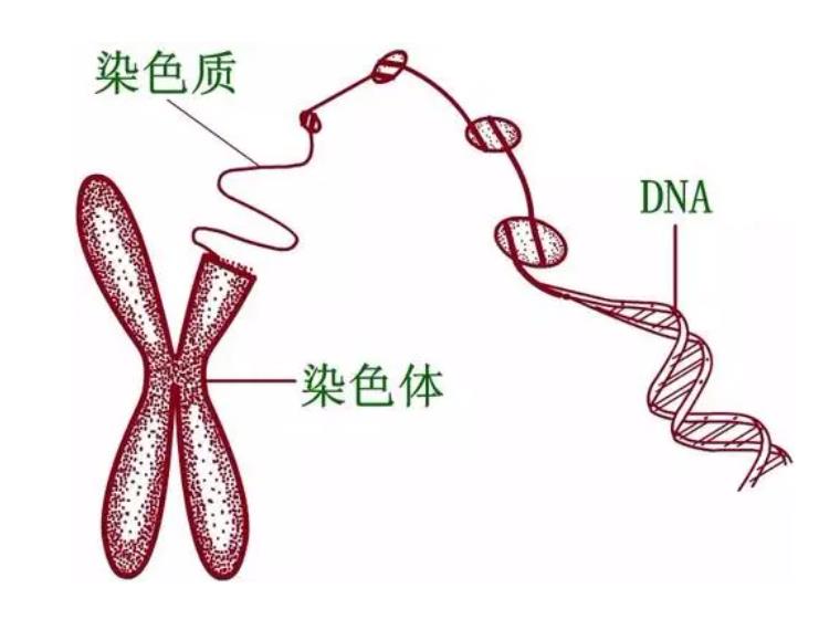 染色体有问题试管婴儿成功率怎么样？