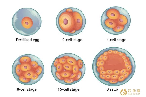 囊胚培育
